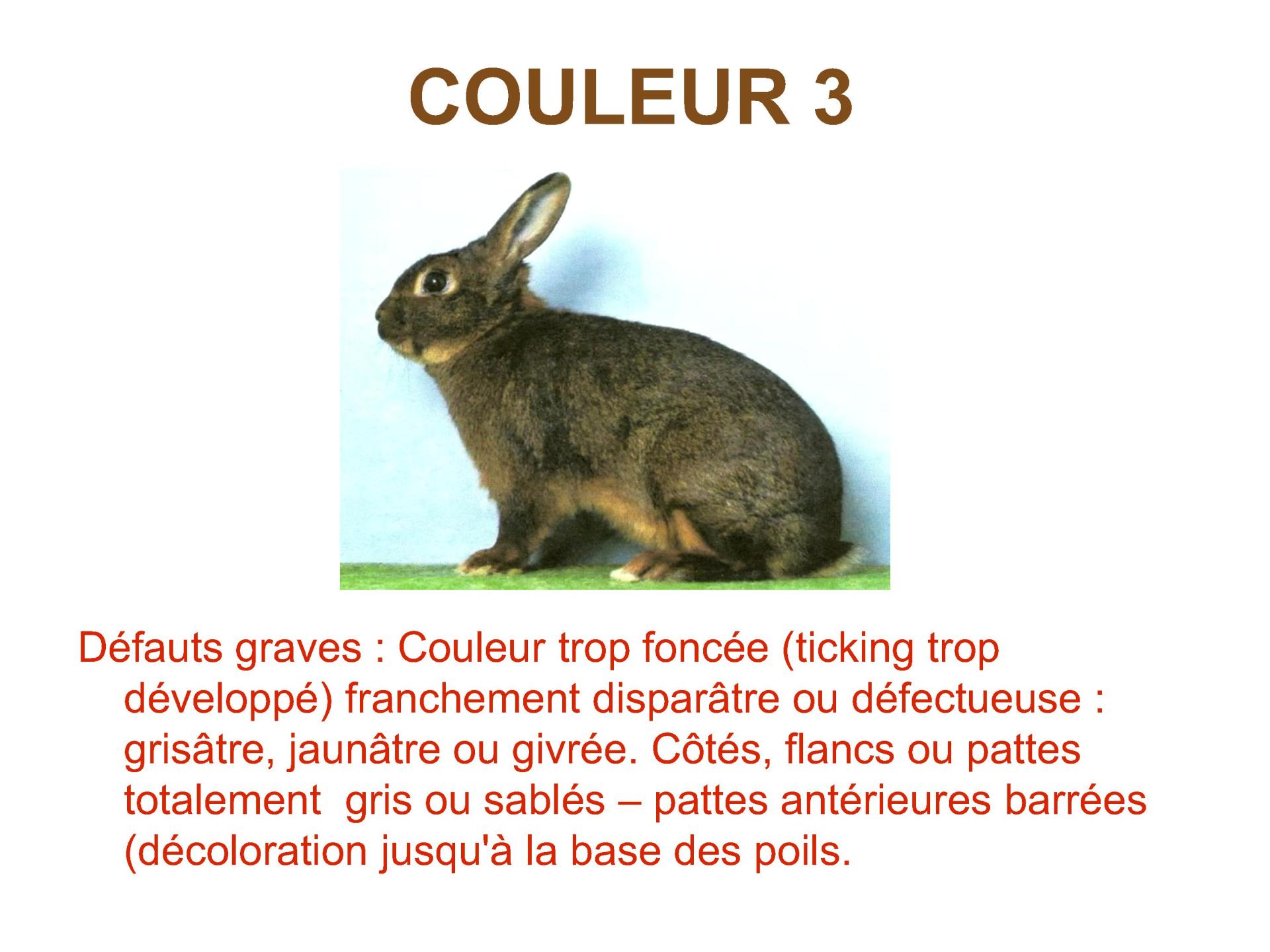 Brun marron de lorraine 15