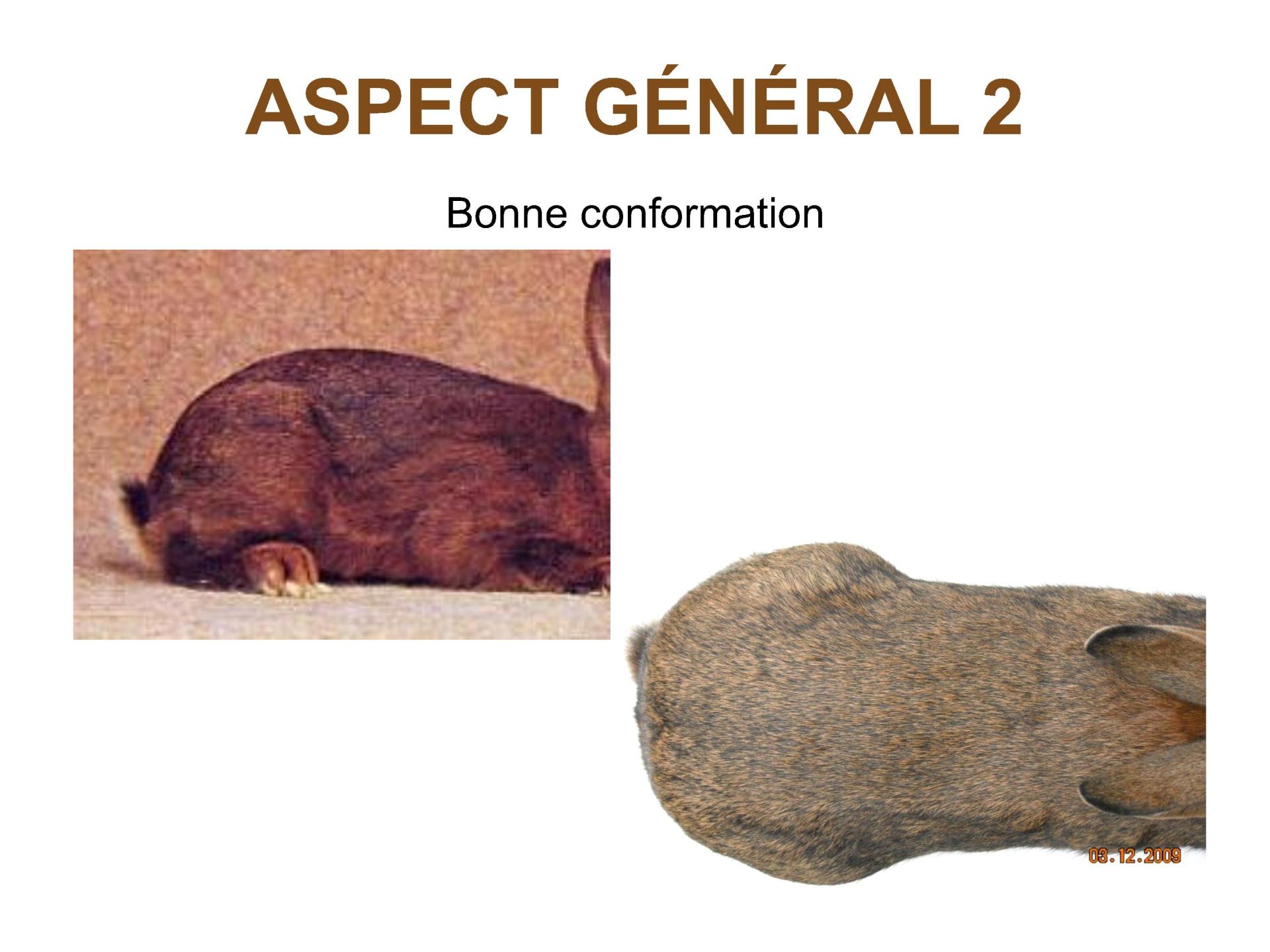 Brun marron de lorraine 7